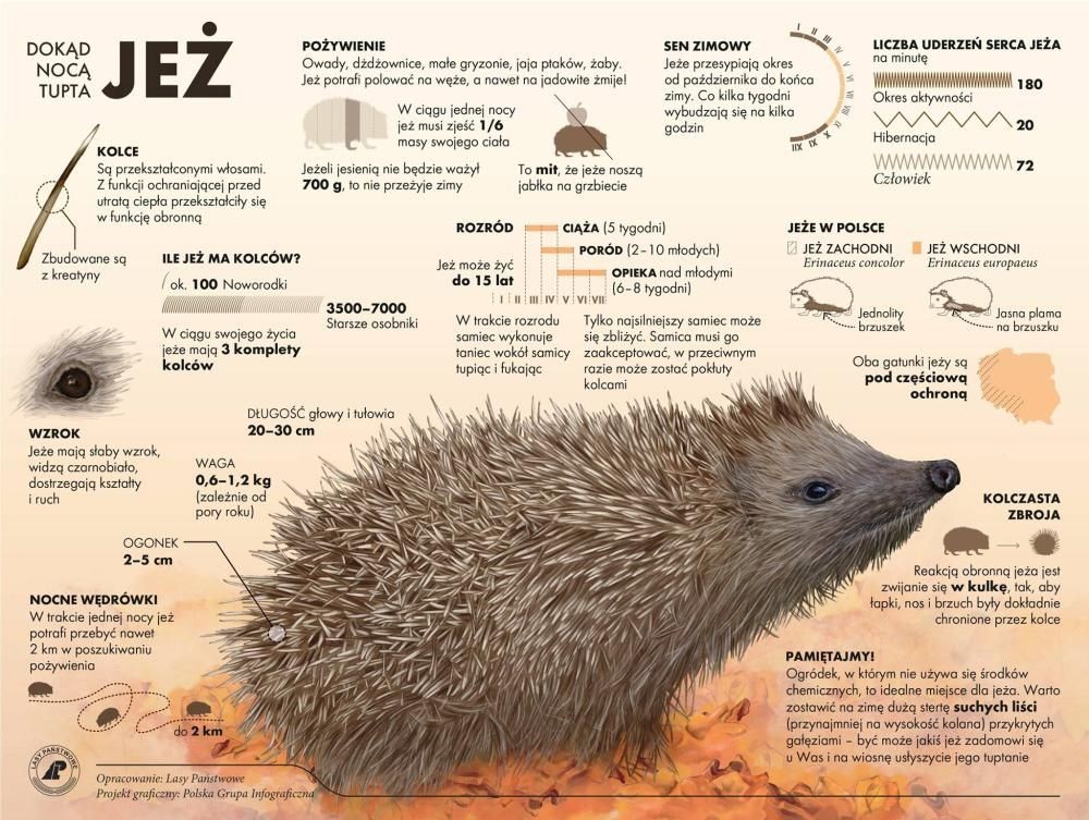 jeż