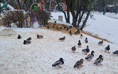 Dokarmiać ptak&oacute;w podczas mroz&oacute;w w Parku Bajka i w Parku Włoskim 2