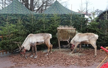 JARMARK ŚWIĄTECZNY W BłONIU - 12-14.12.2025 121