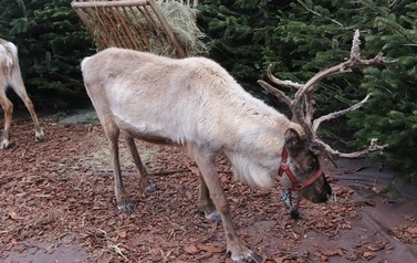 JARMARK ŚWIĄTECZNY W BłONIU - 12-14.12.2025 123