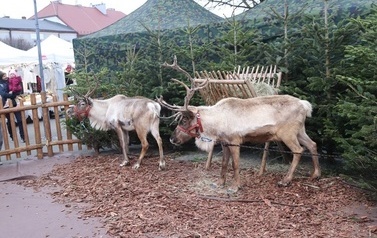 JARMARK ŚWIĄTECZNY W BłONIU - 12-14.12.2025 124