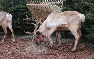 JARMARK ŚWIĄTECZNY W BłONIU - 12-14.12.2025 125