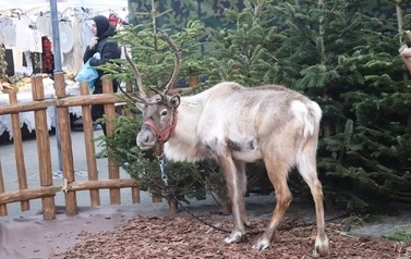 JARMARK ŚWIĄTECZNY W BłONIU - 12-14.12.2025 126