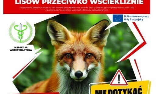 Zdjęcie do W dniach 10&ndash;16 września 2026 r. na terenie wojew&oacute;dztwa mazowieckiego odbędzie się akcja szczepienia dziko żyjących lis&oacute;w przeciwko wściekliźnie