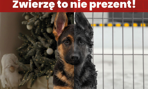 Zdjęcie do Zwierzę to nie prezent &ndash; nie dawaj obowiązku pod choinkę!
