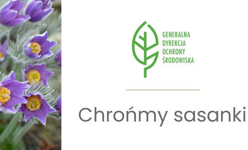 Zdjęcie do Chrońmy sasanki!