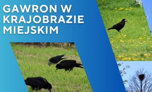 Zdjęcie do Gawron w krajobrazie miejskim - apel o ochronę gatunku