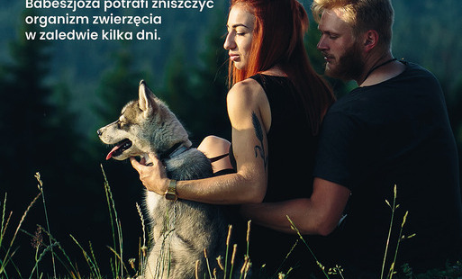 Zdjęcie do Jak skutecznie chronić zwierzęta przed kleszczami?&nbsp;