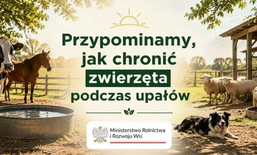 Zdjęcie do Upały a dobrostan zwierząt &ndash; pamiętajmy o bezpieczeństwie zwierząt podczas wysokich temperatur